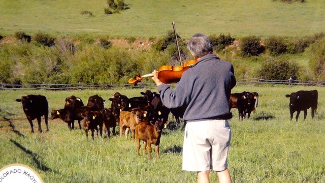 Musician Lawrence Dutton from New York’s Emerson String Quartet plays to Wagyu cattle reared for The Little Nell hotel in Colorado, which is one of the places in the United States rearing its own Wagyu cattle.