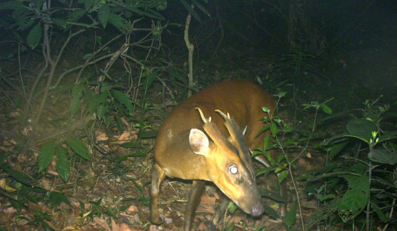 Barking deer are solitary animals. Photo: Paul Leader