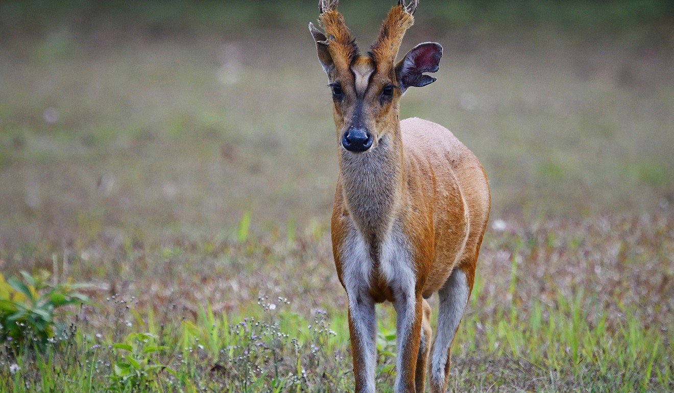 The Red muntjac is an elusive animal and is more often heard than seen.