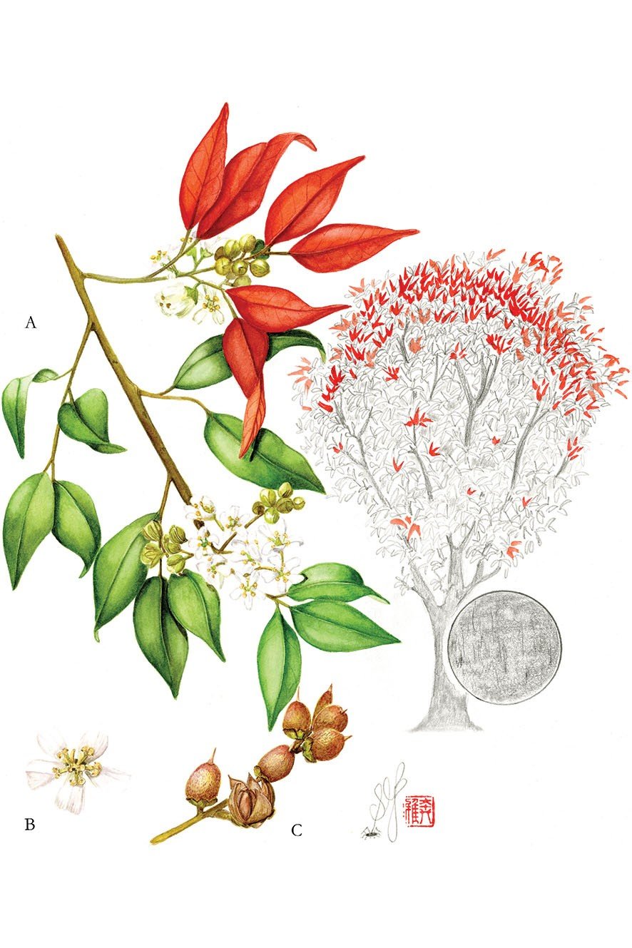 Pentaphylax euroides from Portraits of Trees of Hong Kong and Southern China.