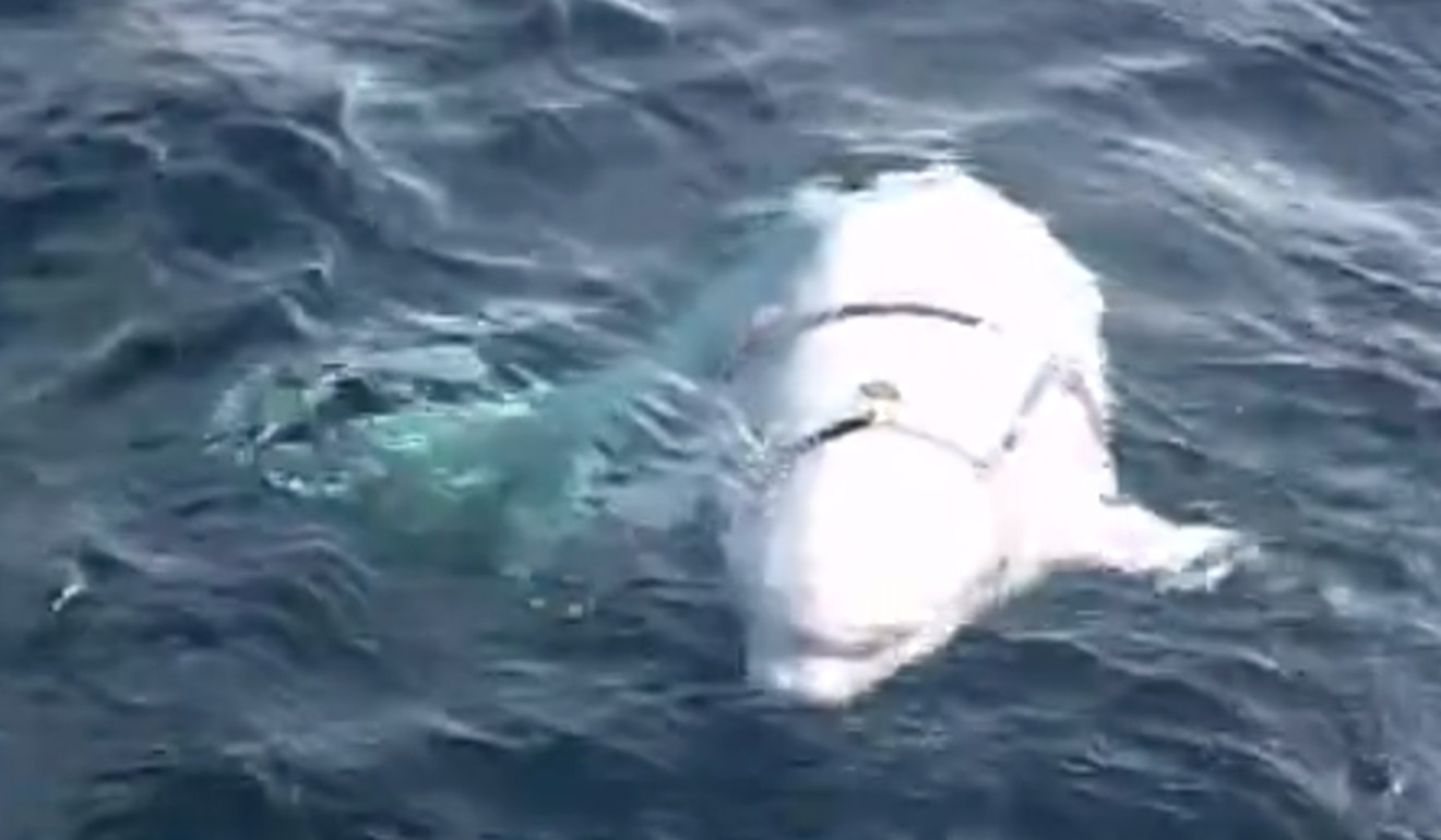The white whale in its harness harassing a fishing boat. Photo: NRK
