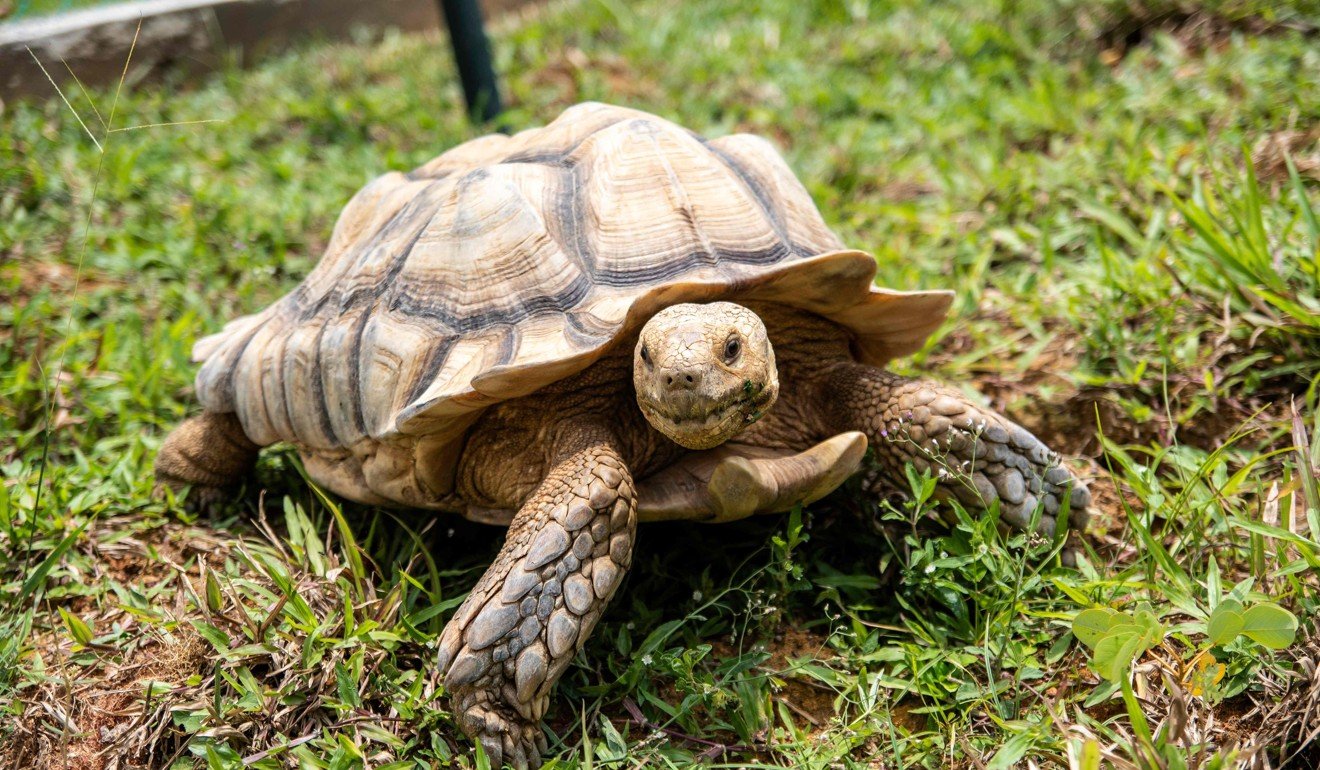 Singapore’s endangered turtles fight to survive after government closes ...