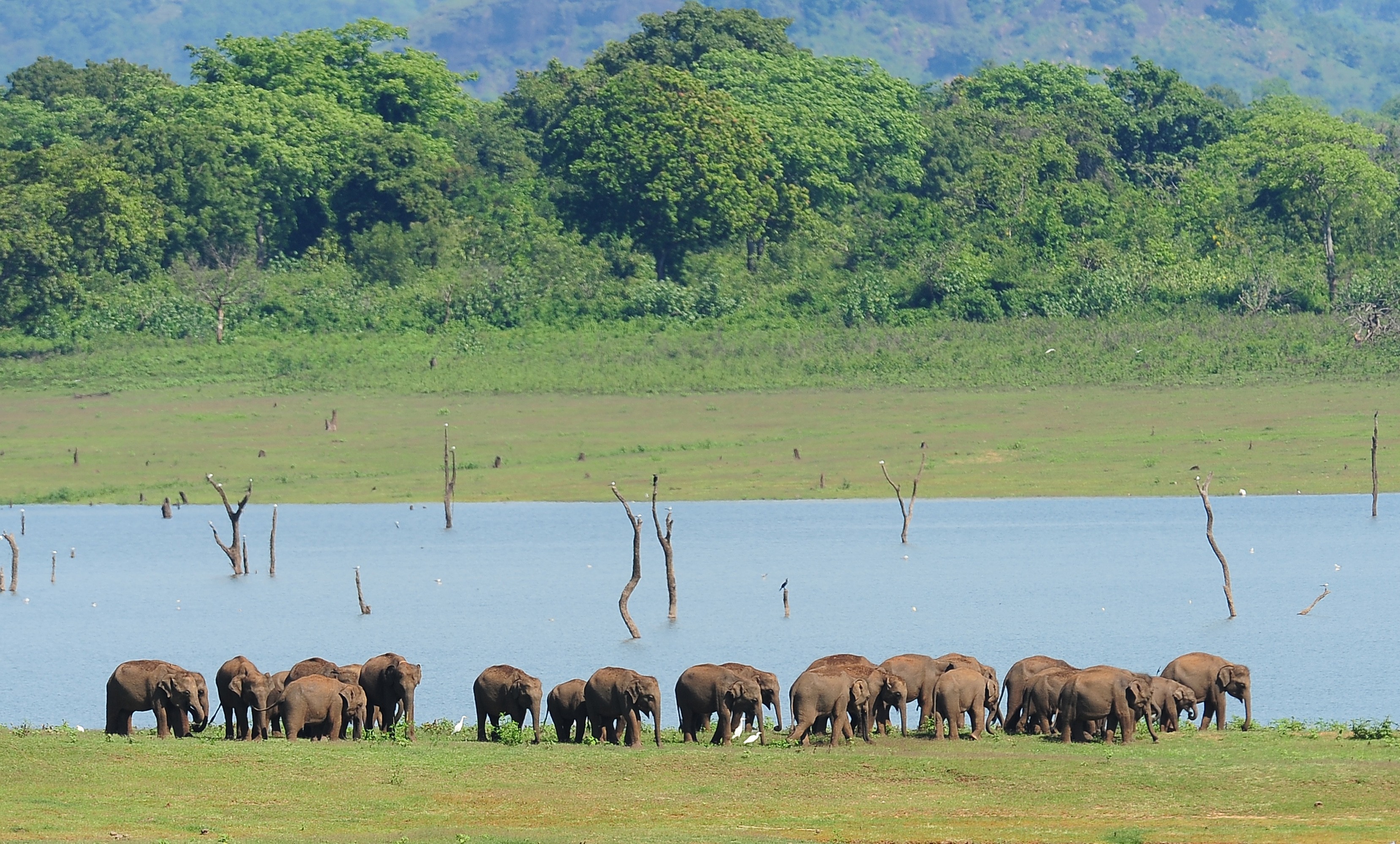 The Sri Lankan government had hoped to use the summit to present its biodiversity, including its wildlife parks with thousands of elephants. Photo: AFP