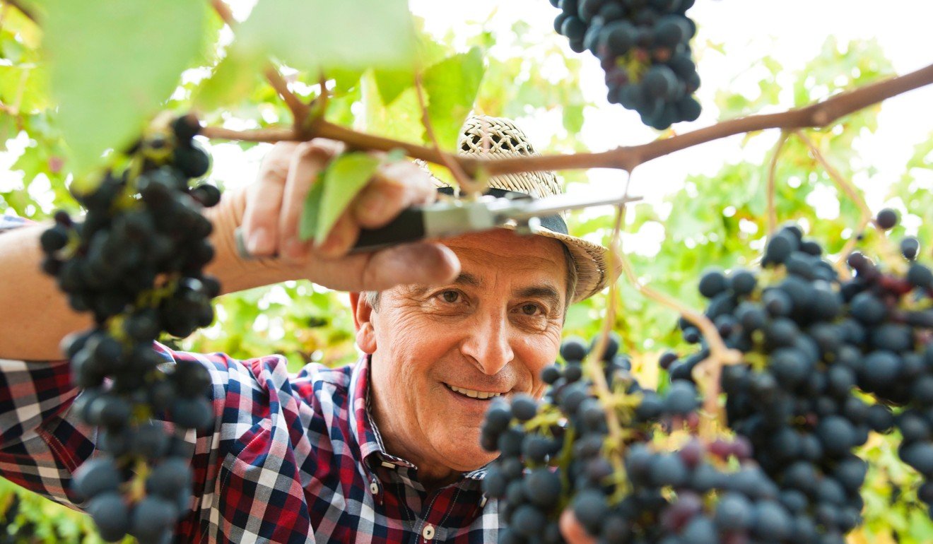A glass or two of red wine can help you live longer. Photo: Alamy