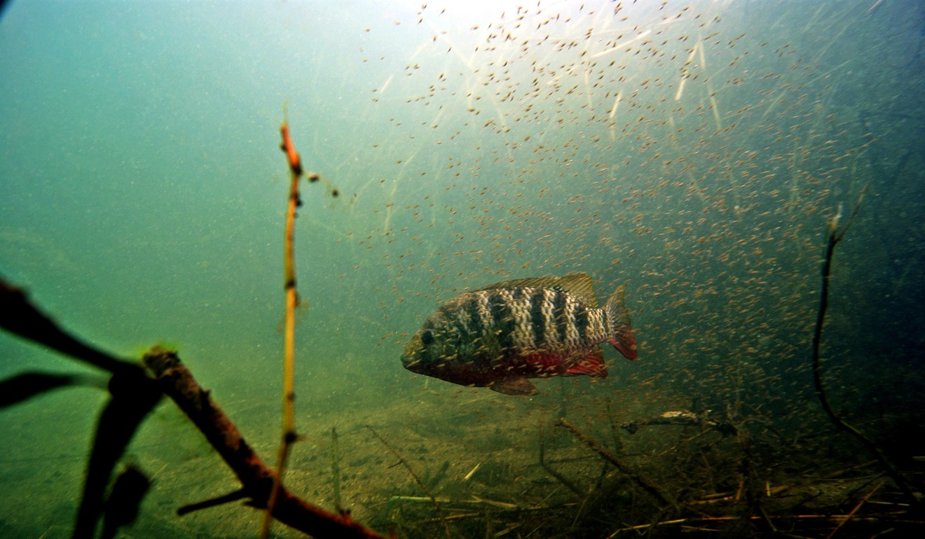 A male tilapia guards its young. Photo: Alamy