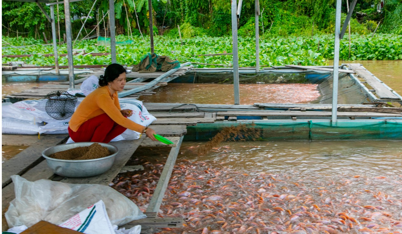 A tilapia farm on the Mekong river, Vietnam. Photo: Alamy