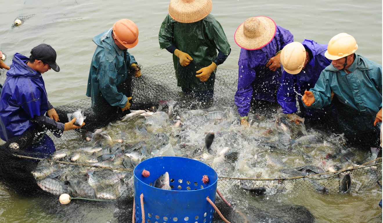Chinese fishermen catch tilapia at a tilapia breeding farm in Qionghai, Hainan province. Photo: AFP