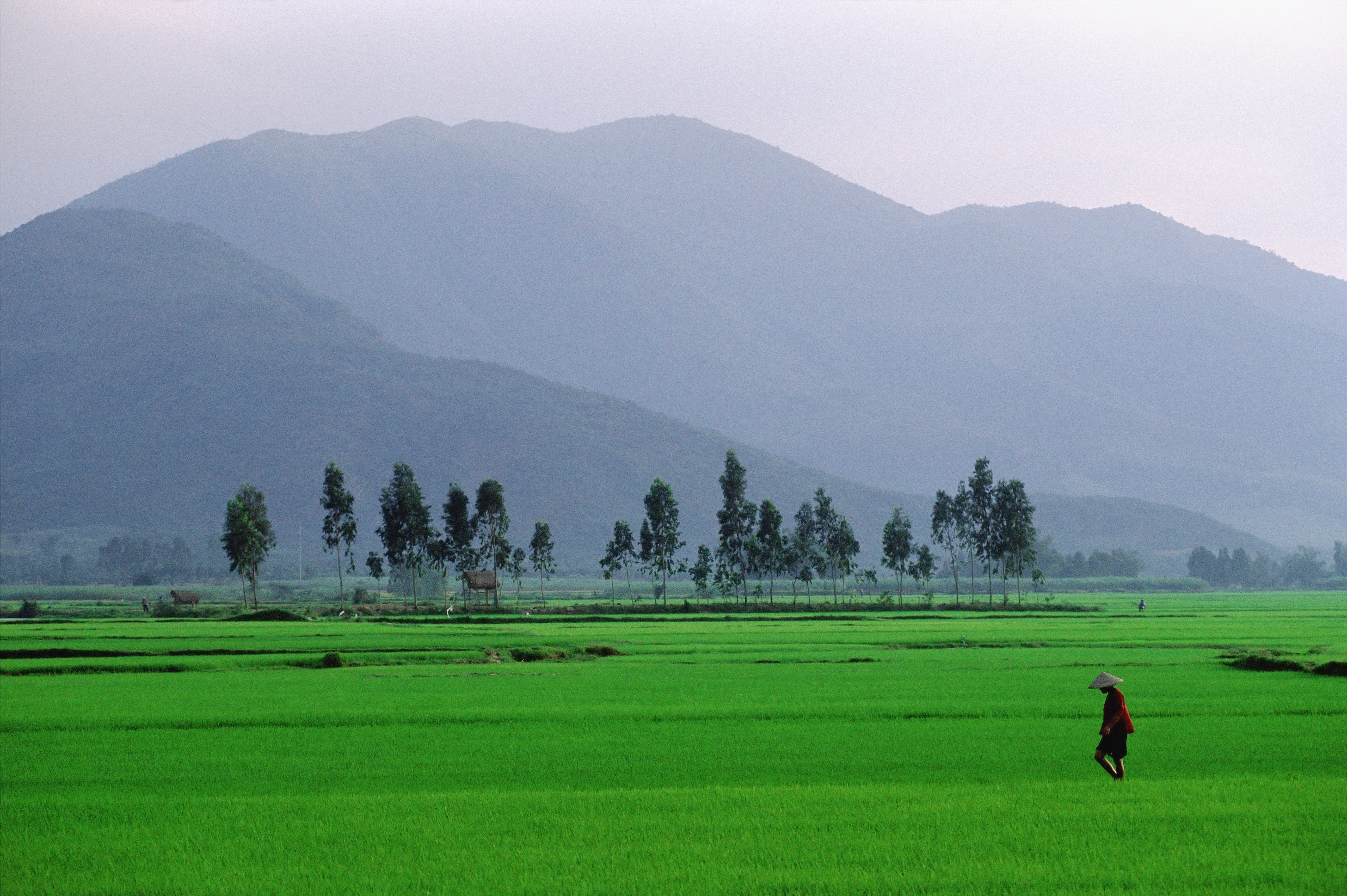Rice paddies near Quy Nhon, Central Vietnam, with the Truong Son Mountains in the background. Photo: Alamy