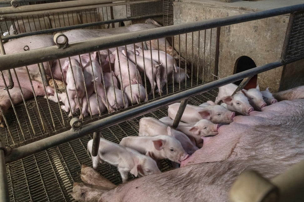 In 2017, China – by far the biggest producer and consumer of pork in the world – imported only 2 per cent of its total pork. Photo: Bloomberg