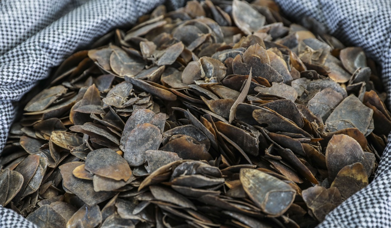 Traditional Chinese medicine is fuelling demand for pangolin scales. Photo: KY Cheng