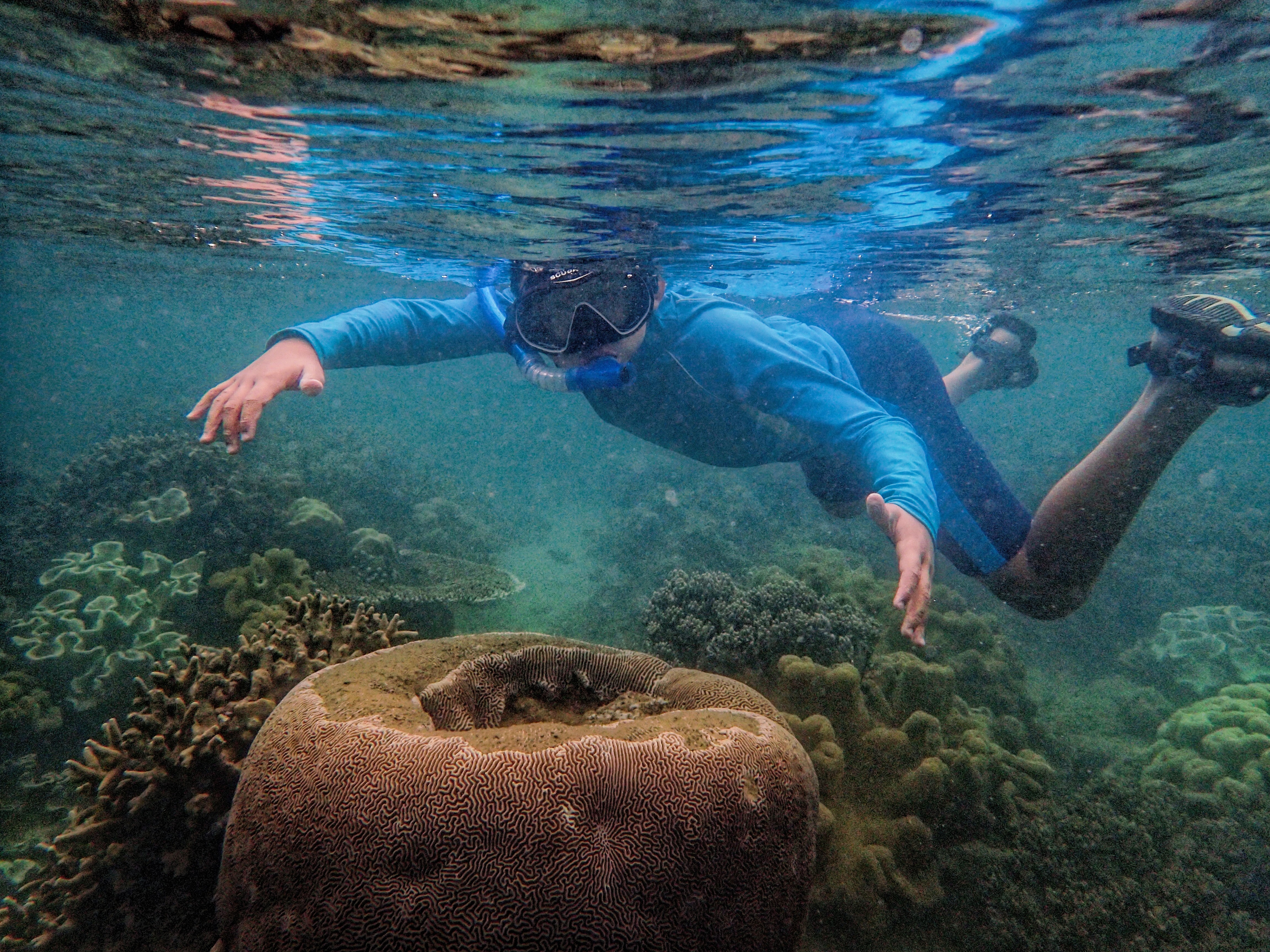 A diver observes a coral landscape in North Seram in the Malukus. Photo: SCMP