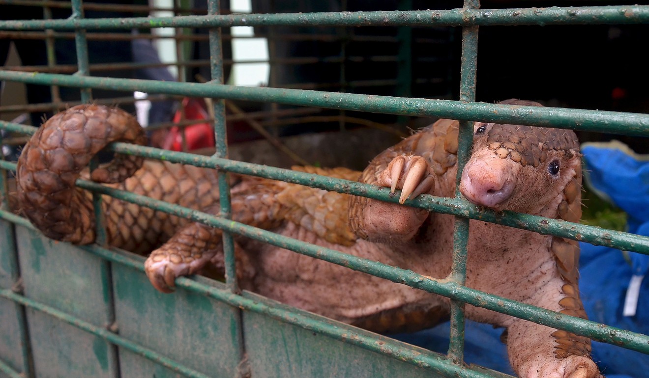 Pangolins have low immunity and can become stressed when they are trafficked. Photo: AFP