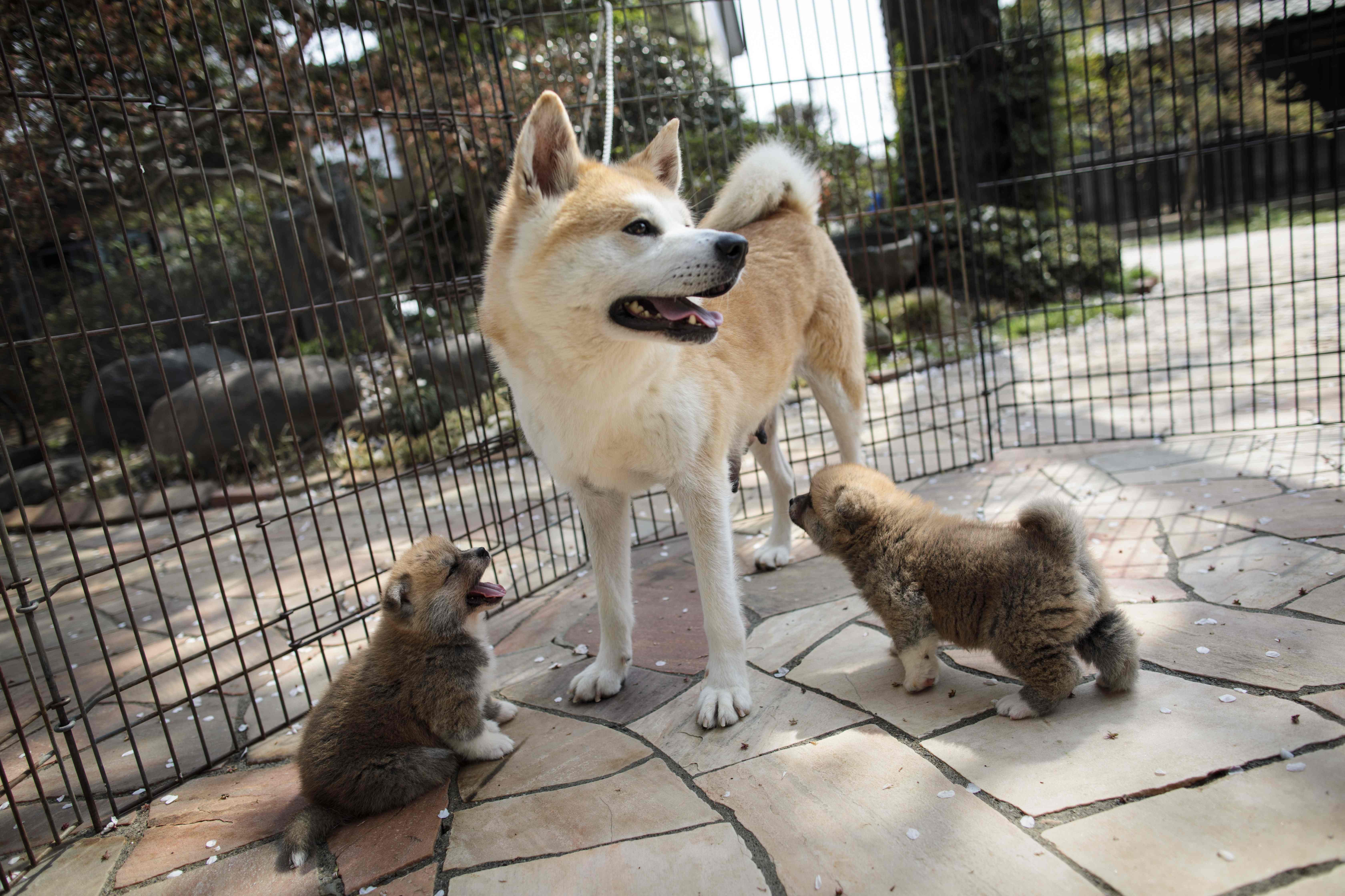 https://cdn.i-scmp.com/sites/default/files/d8/images/methode/2019/05/09/2ecd93b2-7215-11e9-b91a-87f62b76a5ee_image_hires_132517.JPG