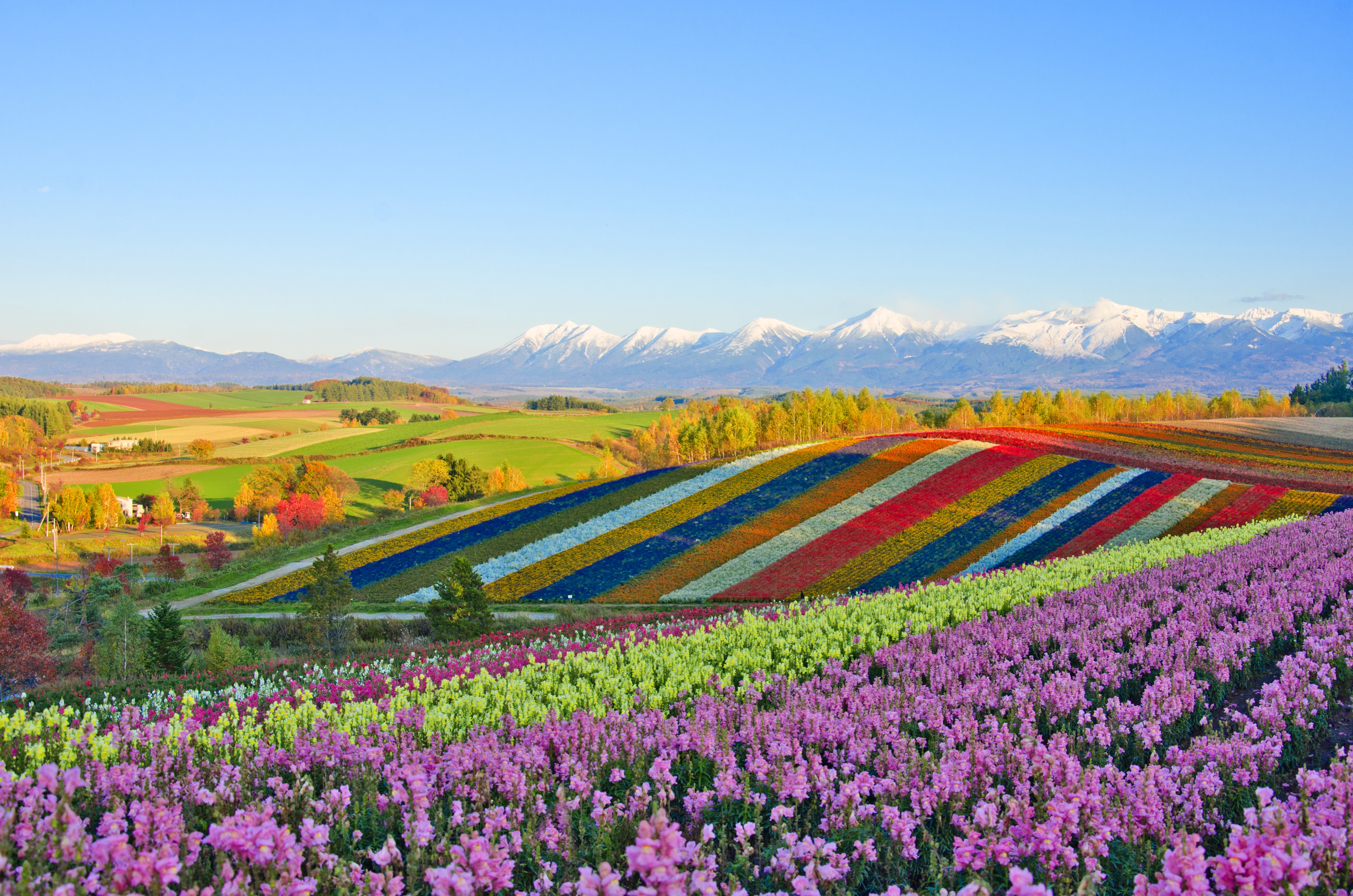 Biei offers surreal summer scenery, when fields of flowers like sunflowers and lavender bloom in a colourful patchwork.