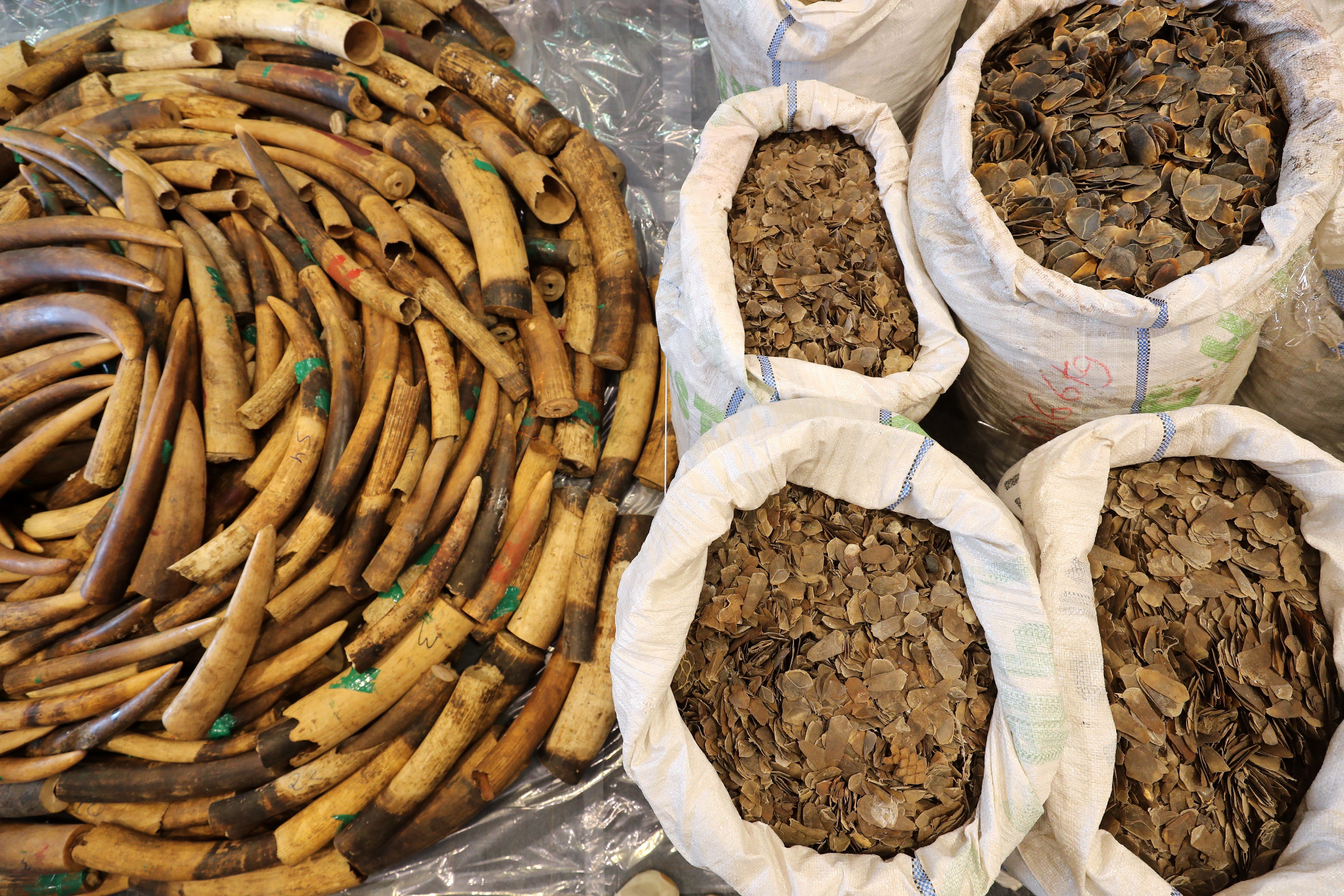 Pangolin scales and elephant tusks seized by Hong Kong Customs, seen at a February briefing on combating the smuggling of endangered species. Hong Kong should take the lead in stemming the haemorrhaging of the world’s wildlife. Photo: Winson Wong