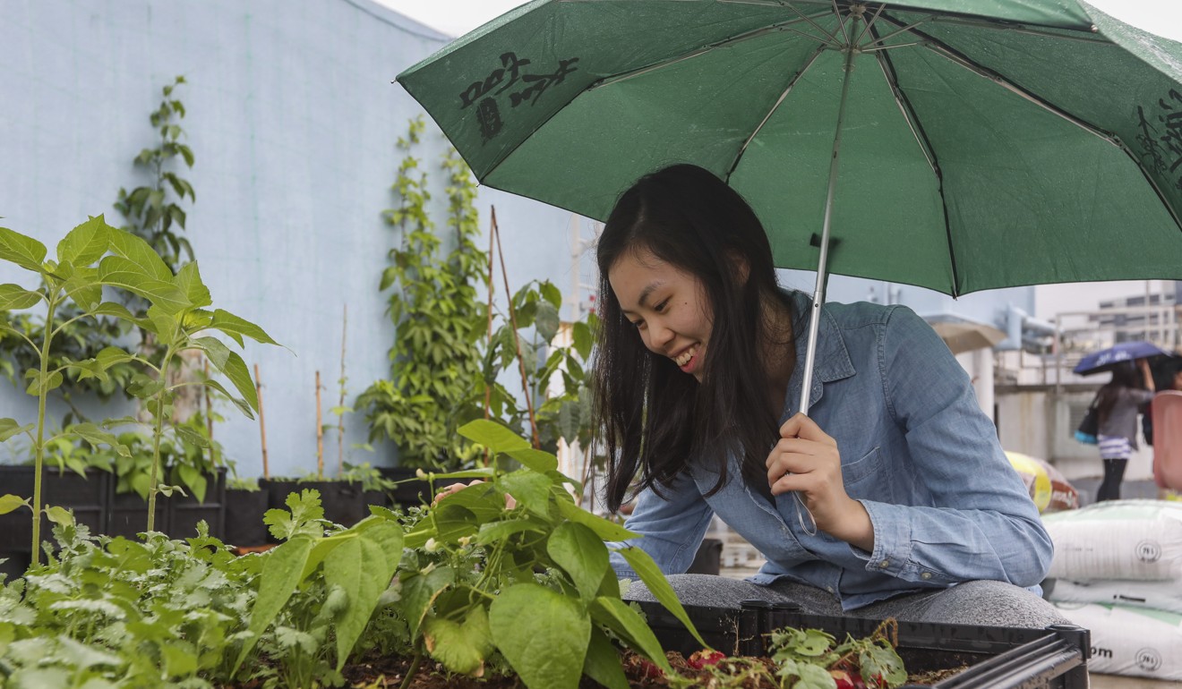 Chinese University of Hong Kong undergraduate Constance Tse Man-kei examines her radishes as part of a farming class at the university’s rooftop garden in Sha Tin, on March 12. Photo: Xiaomei Chen