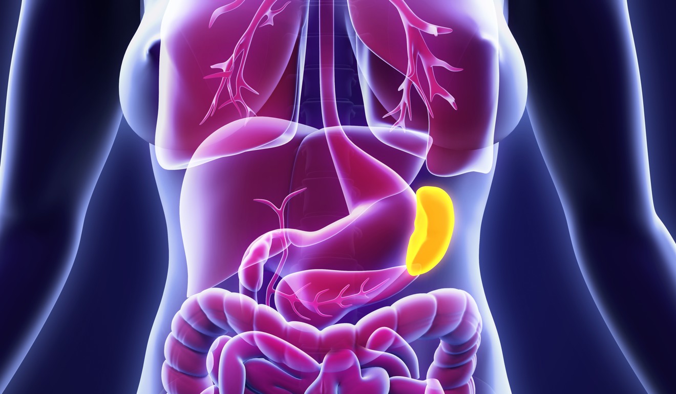 The spleen, highlighted in yellow, is an important organ that filters blood. Photo: Shutterstock