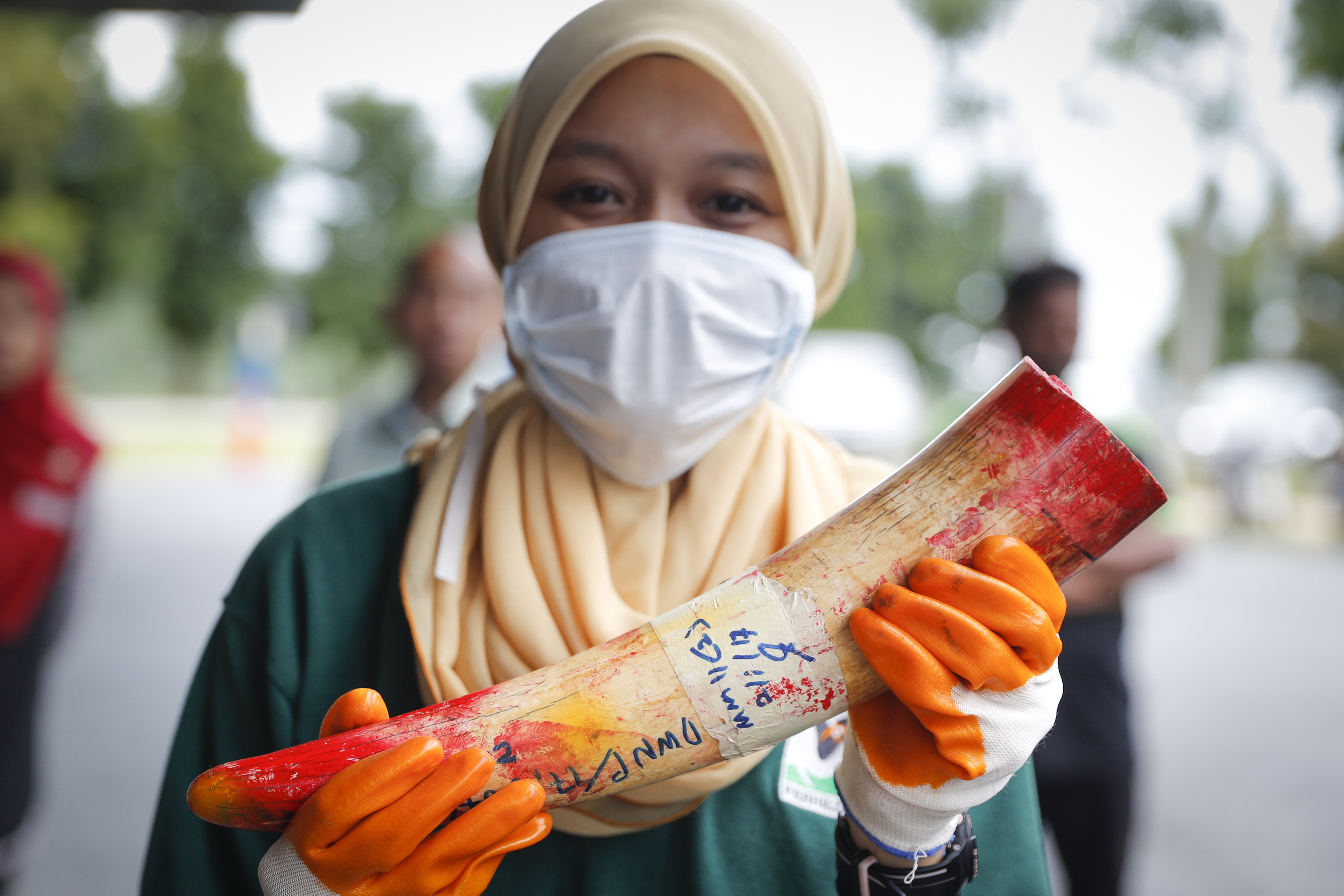A government worker holds up an ivory tusk at a waste management facility outside Seremban, Malaysia, on April 30. Malaysia incinerated almost four tonnes of smuggled elephant tusks and ivory products worth about US$3.2 million in April. Photo: AP