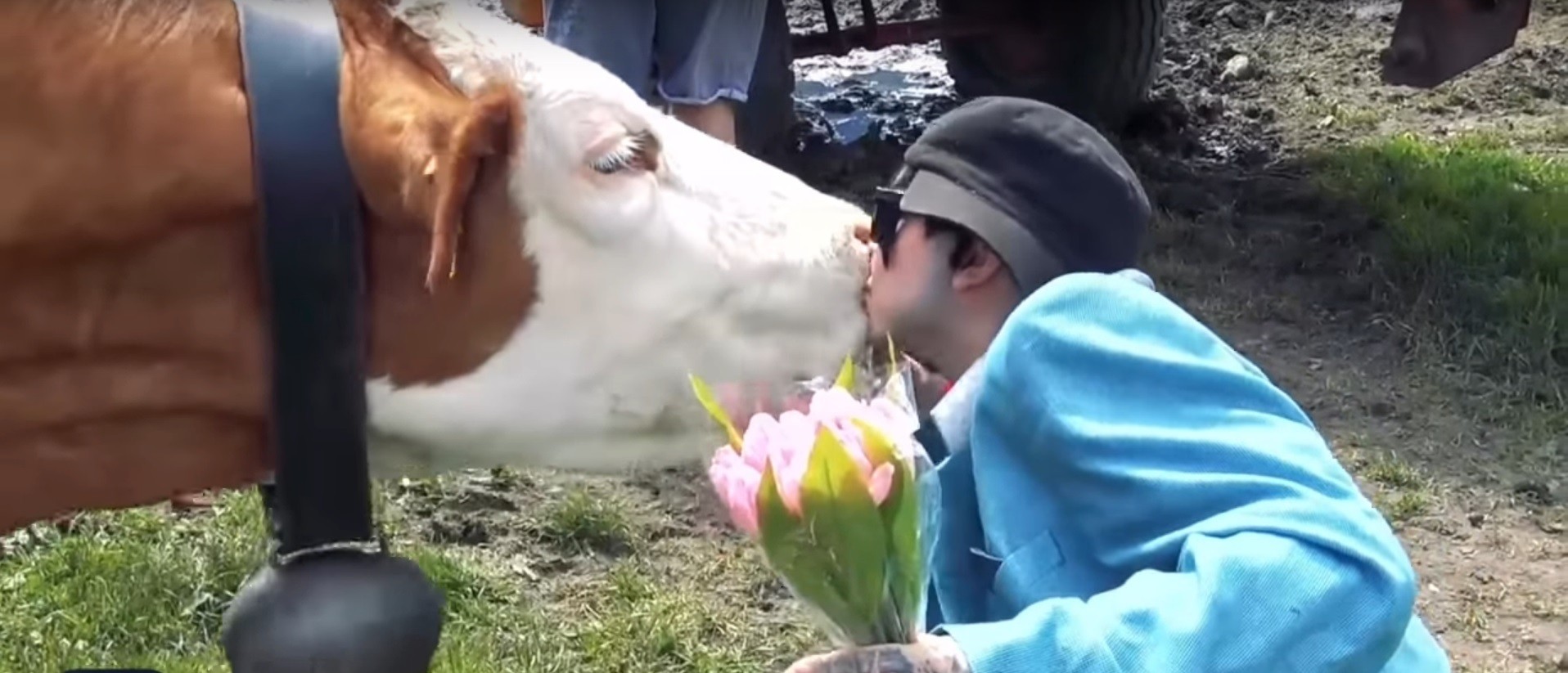 Dangerous nuisance': Austria warns against online cow kissing challenge