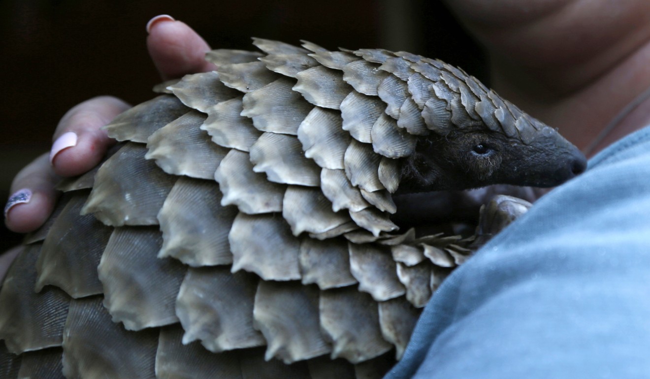 In the wild, pangolins use their scales to protect themselves from predators by curling up into a tight ball. Photo: Associated Press