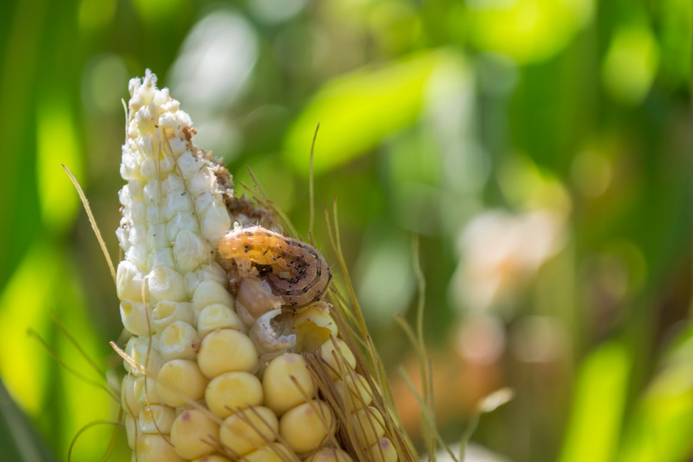 The fall armyworm has already affected farms in southern China, and could hit the country’s crop-growing heartlands in the north and northeast as temperatures rise. Photo: Handout