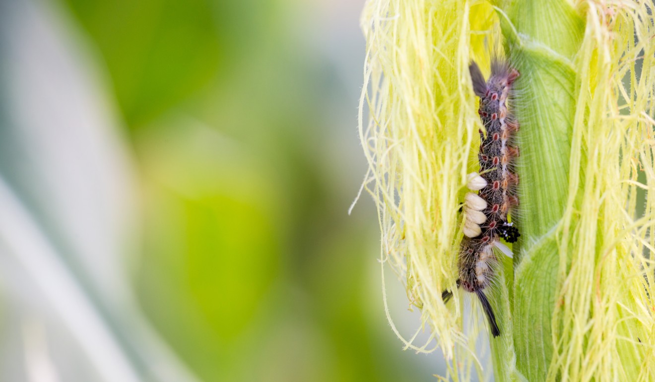 The fall armyworm is native to regions ranging from Argentina to northern Canada. It was first detected in China five months ago. Photo: Handout