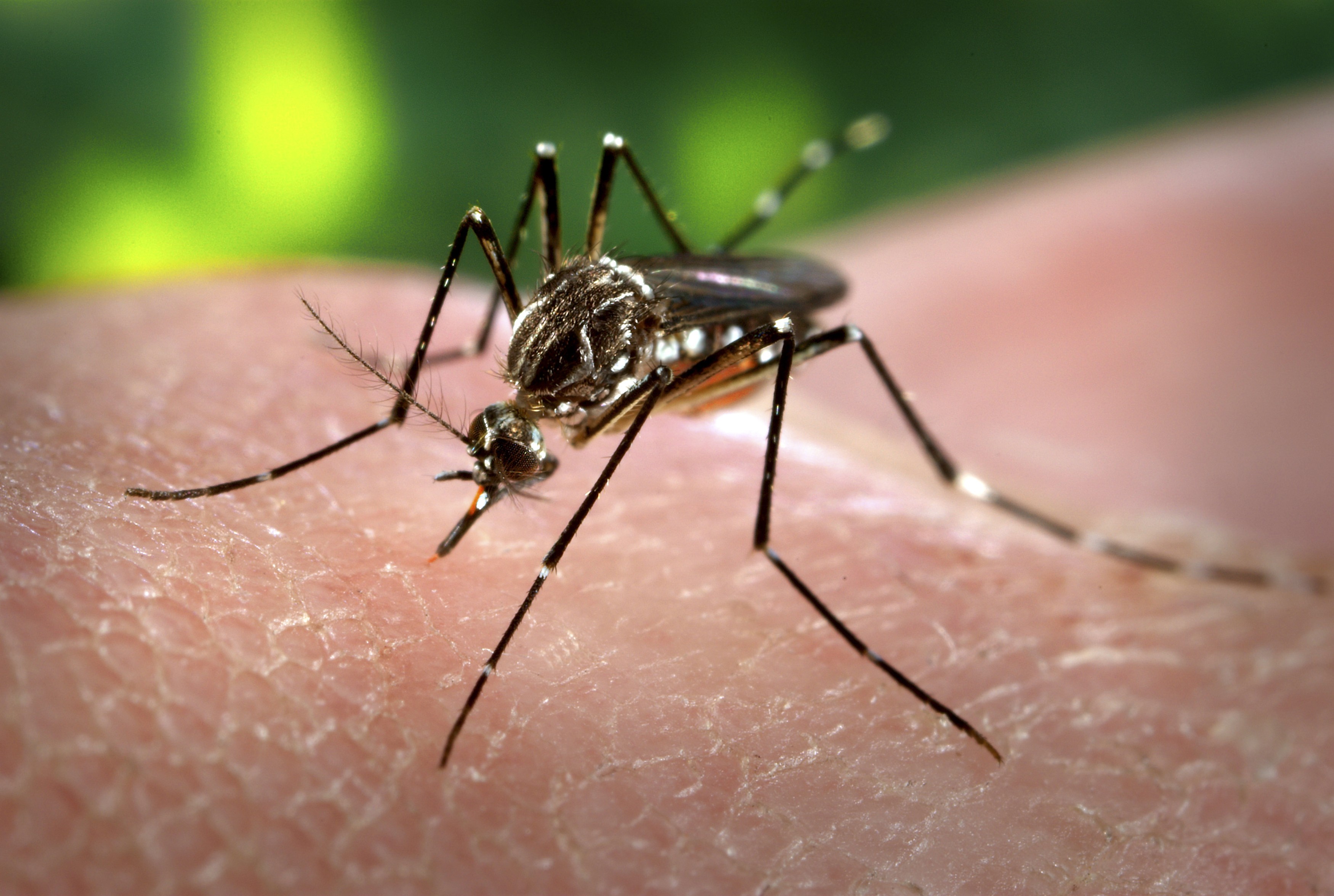 A female Aedes aegypti mosquito. Photo: AP