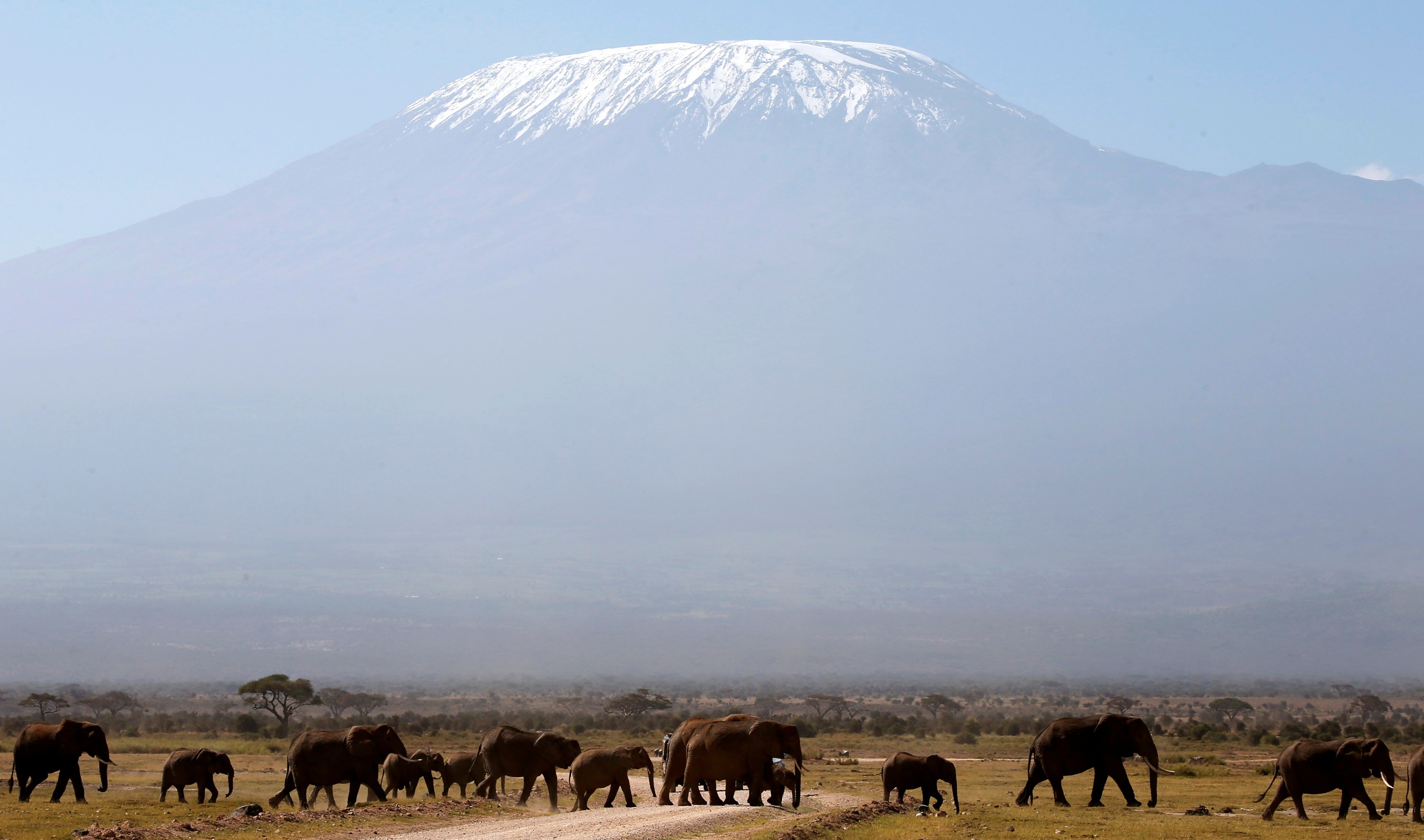 FILE PHOTO: Mount Kilimanjaro in the distance, as elephants walk in Amboseli National park January 26, 2015. REUTERS/Goran Tomasevic/File Photo