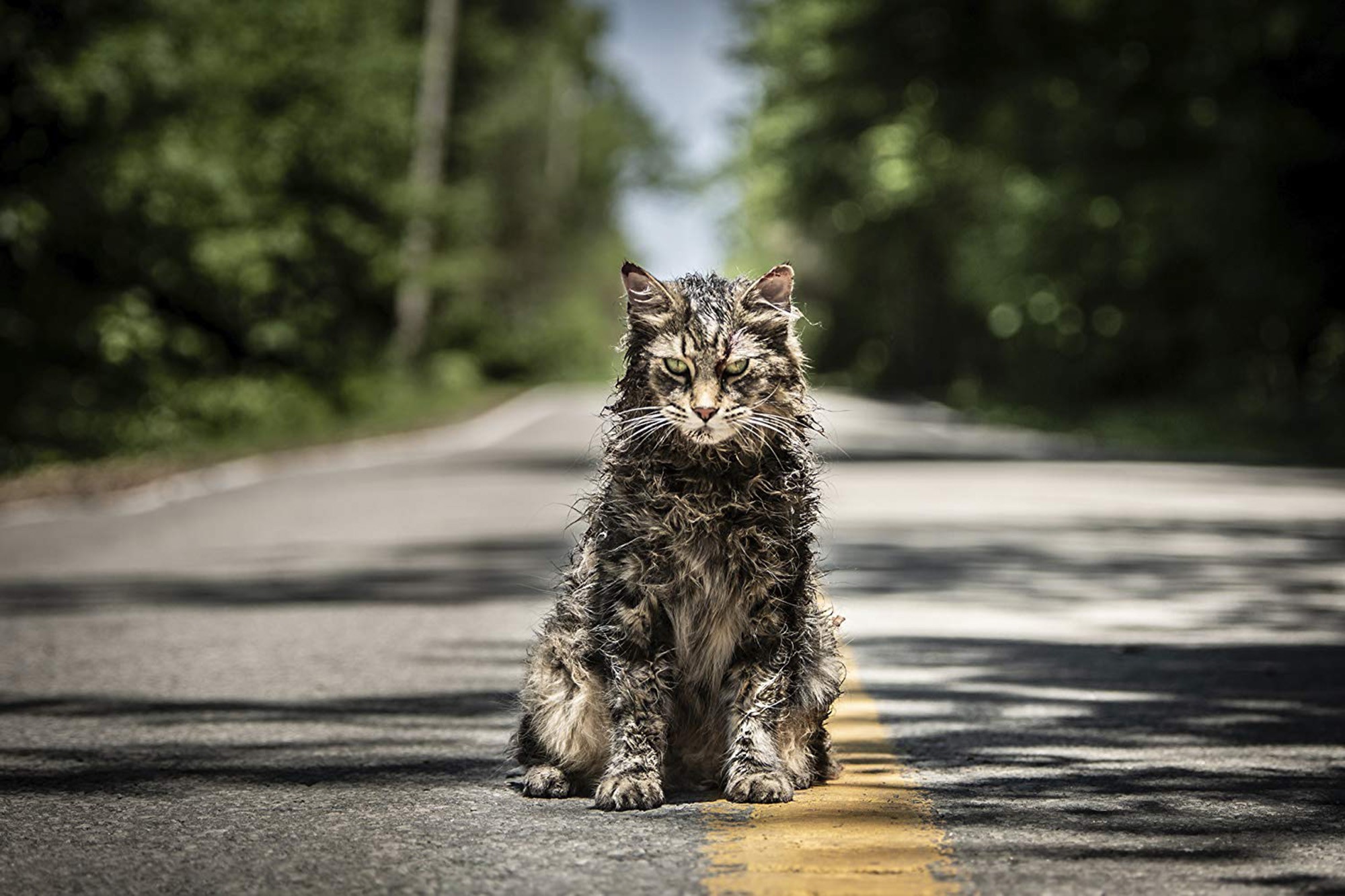 Church the cat from “Pet Sematary”. Leo, one of the felines who played Church, died a month after the film's release. Photo: Paramount Pictures