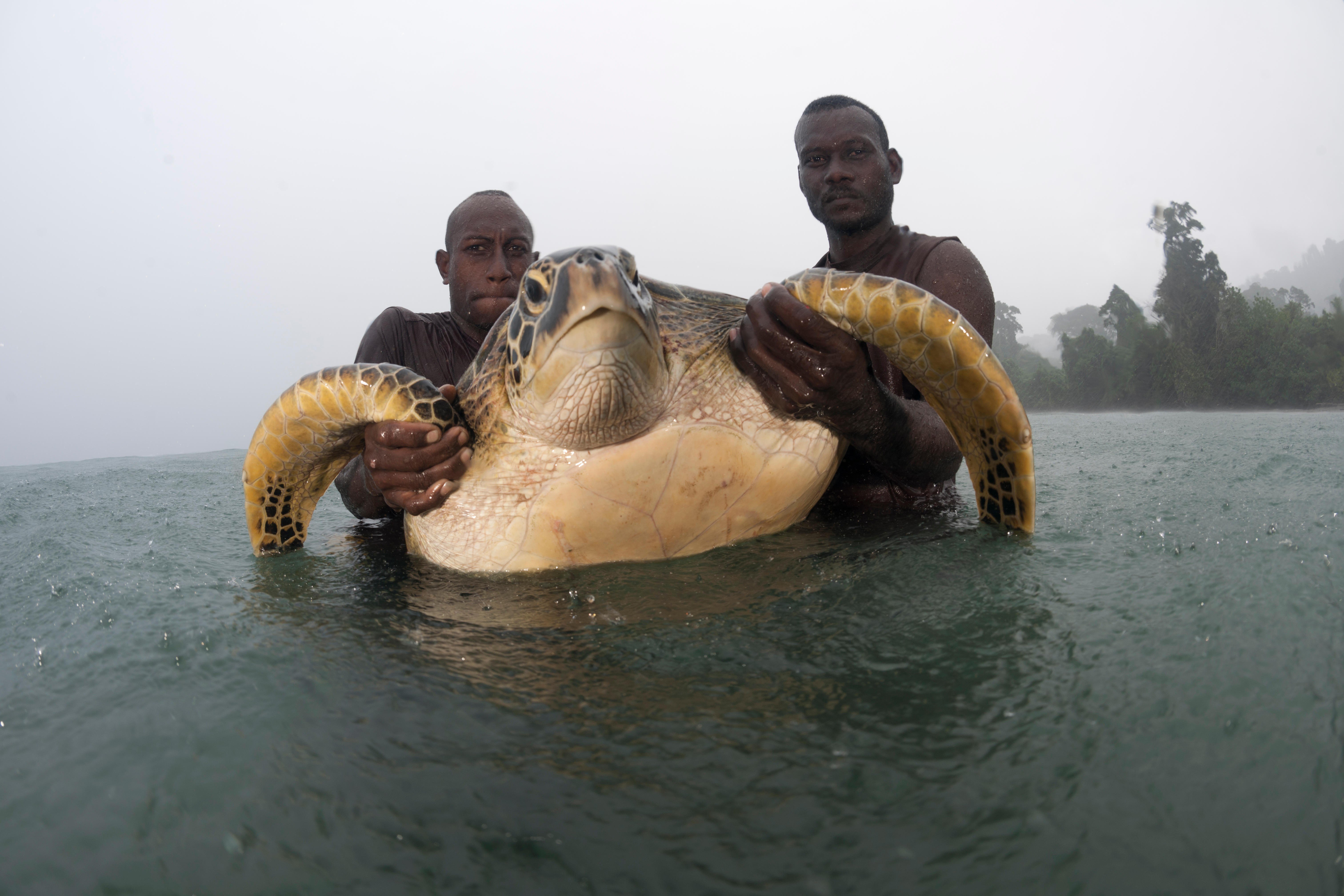 Rangers catch a green turtle for tagging off Tetepare Island, Solomon Islands. Photo: Alamy