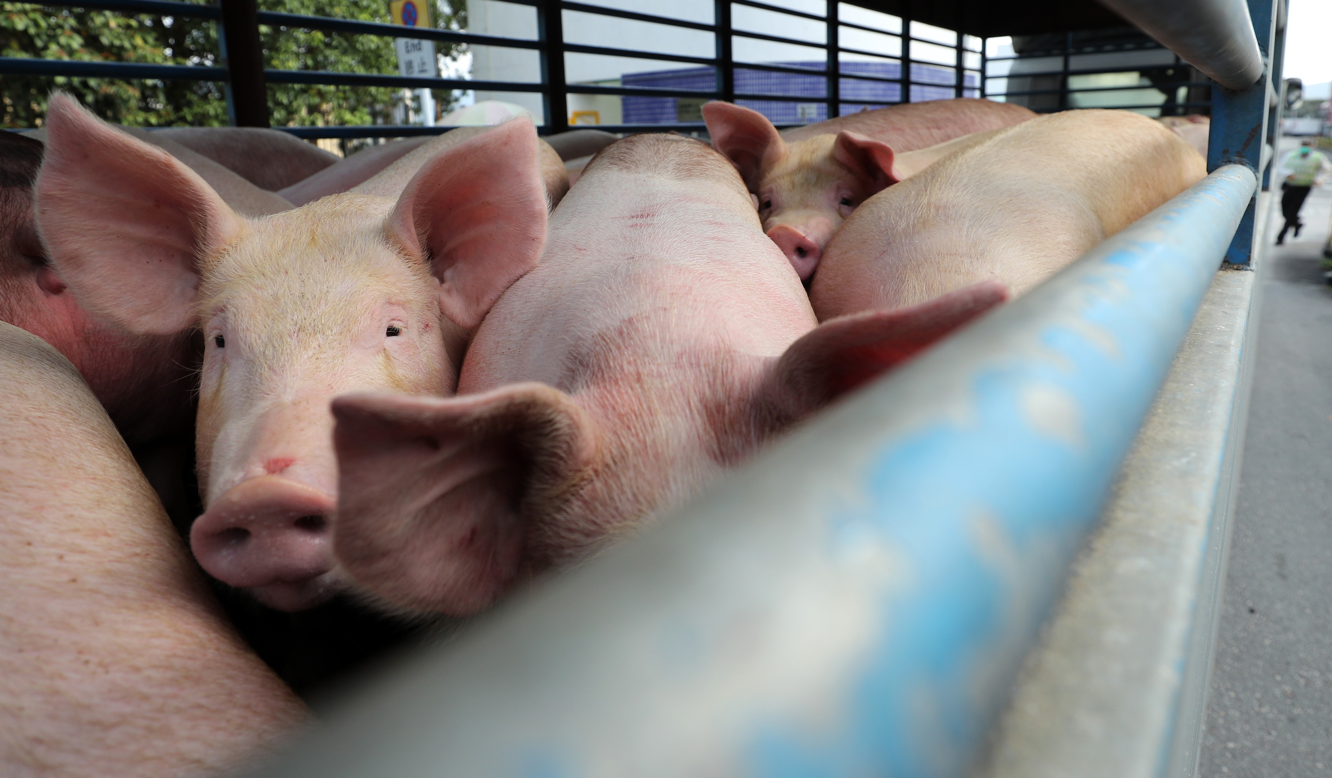 Second Case Of African Swine Fever Found In Pig In Hong Kong Sparking Cull Of 4 700 Animals And Closure Of Slaughterhouse South China Morning Post