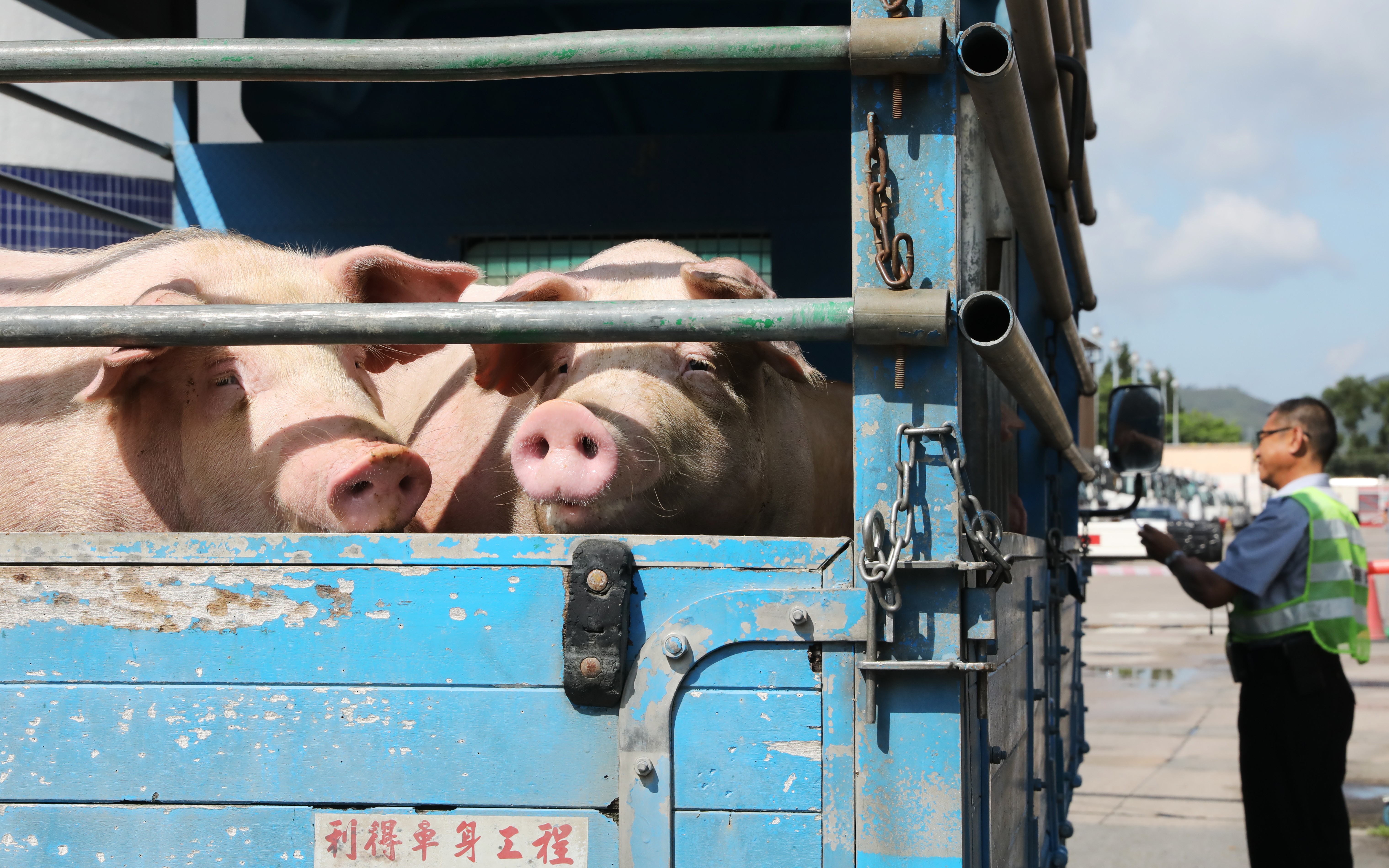 Pigs arriving at Sheung Shui slaughterhouse which resumed operations on Thursday morning. Photo: K.Y. Cheng