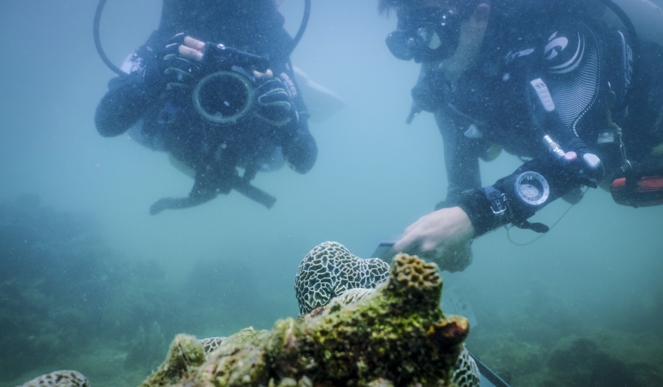 Divers inspect the coral at Hoi Ha Wan, Sai Kung, Hong Kong. Photo: James Wendlinger