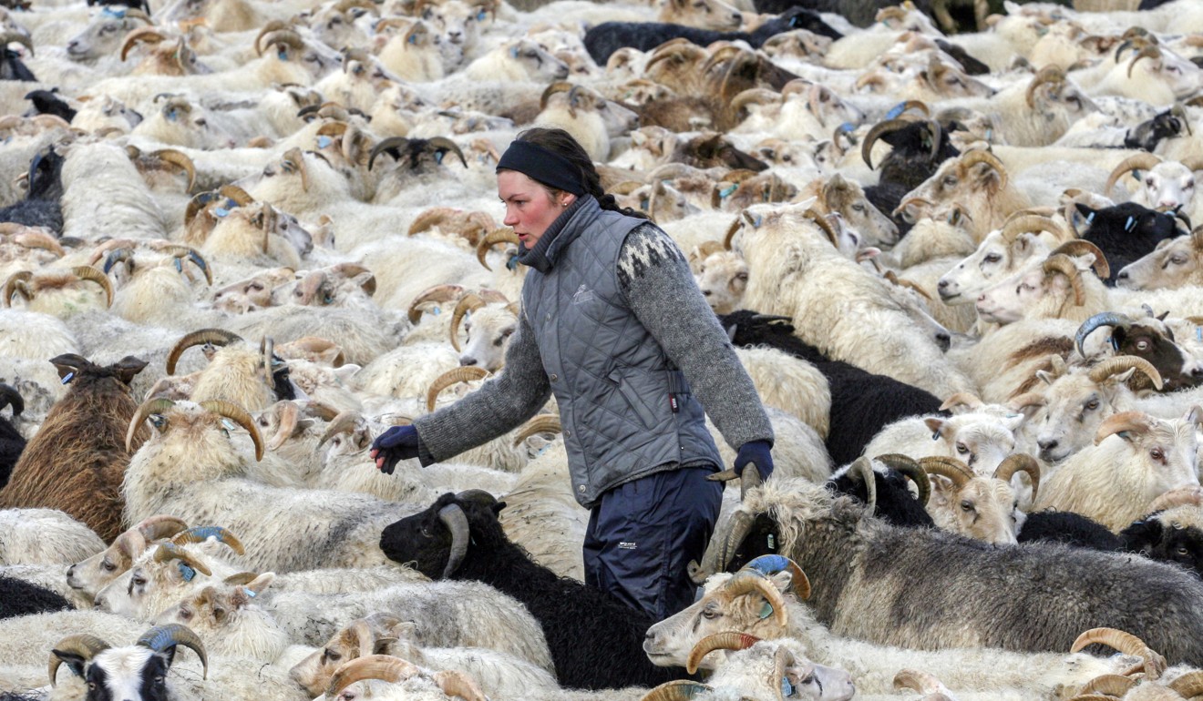 A farmer wearing a traditional sweater rounds up sheep in Skeidin, south Iceland. Photo: AP