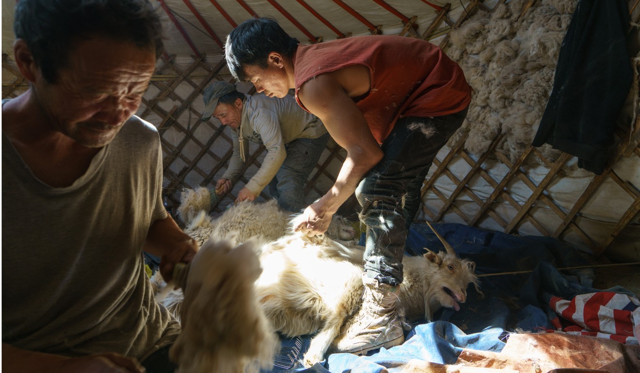 Goats are combed for cashmere at the home of herder Bayasalbadrakh Dagiimaa and his family. Photo: Tessa Chan