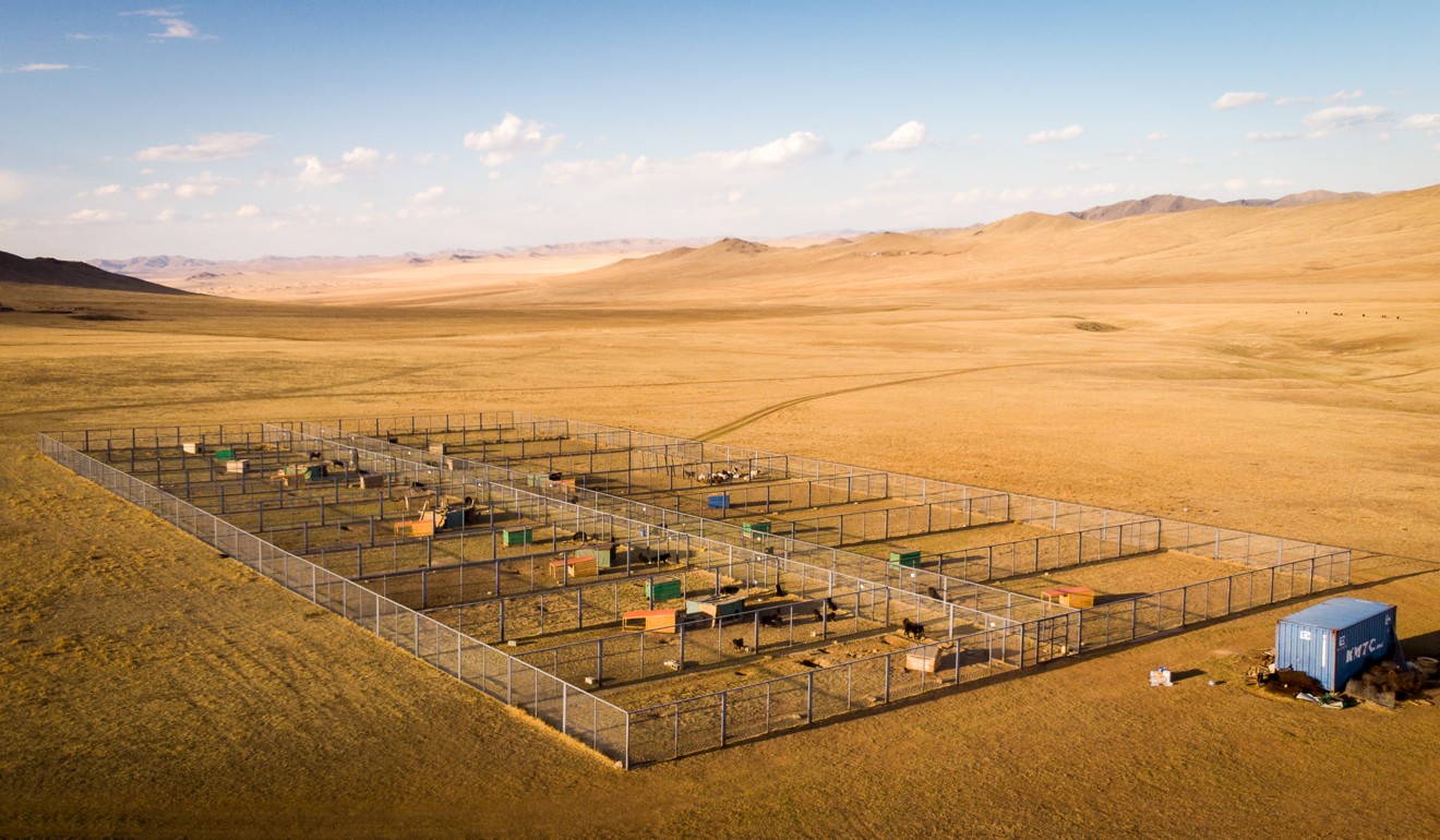 Some 20 bankhar dogs are kept in spacious enclosures at the Mongolian Bankhar Dog Project facilities. Photo: Tessa Chan
