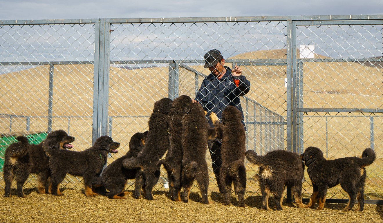 Bankhar puppies greet their caretaker Miiga at the Mongolian Bankhar Dog Project facilities near Hustai National Park. Photo: Tessa Chan