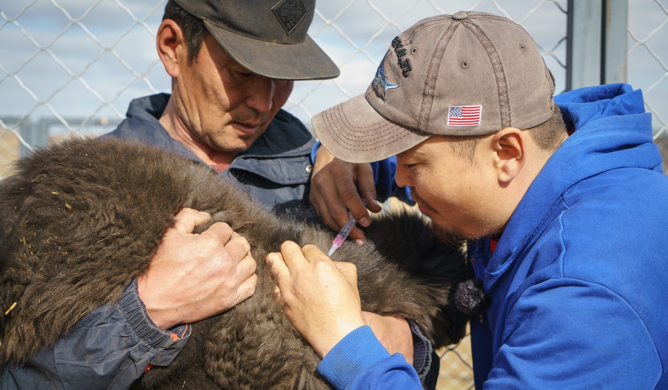 Dog caretaker Miiga (left) and Mongolian Bankhar Dog Project project manager Tumurbaatar Batbaatar, administer vaccinations. Photo: Tessa Chan