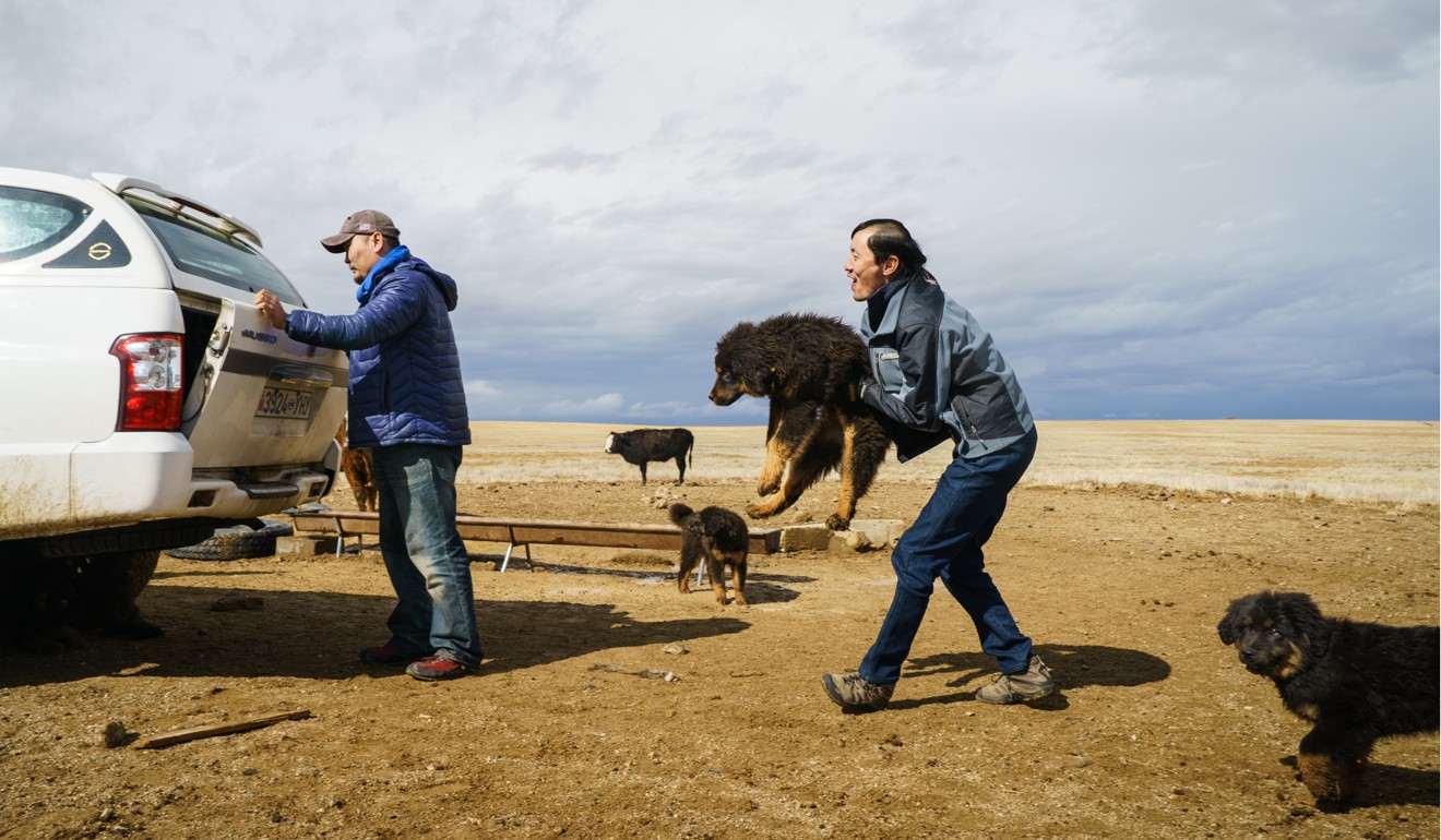 The Mongolian Bankhar Dog Project team of Batbaatar Tumurbaatar (left) and Soyolbod Sergelen stop with the puppies at a well for a water break en route to the South Gobi region. Photo: Tessa Chan