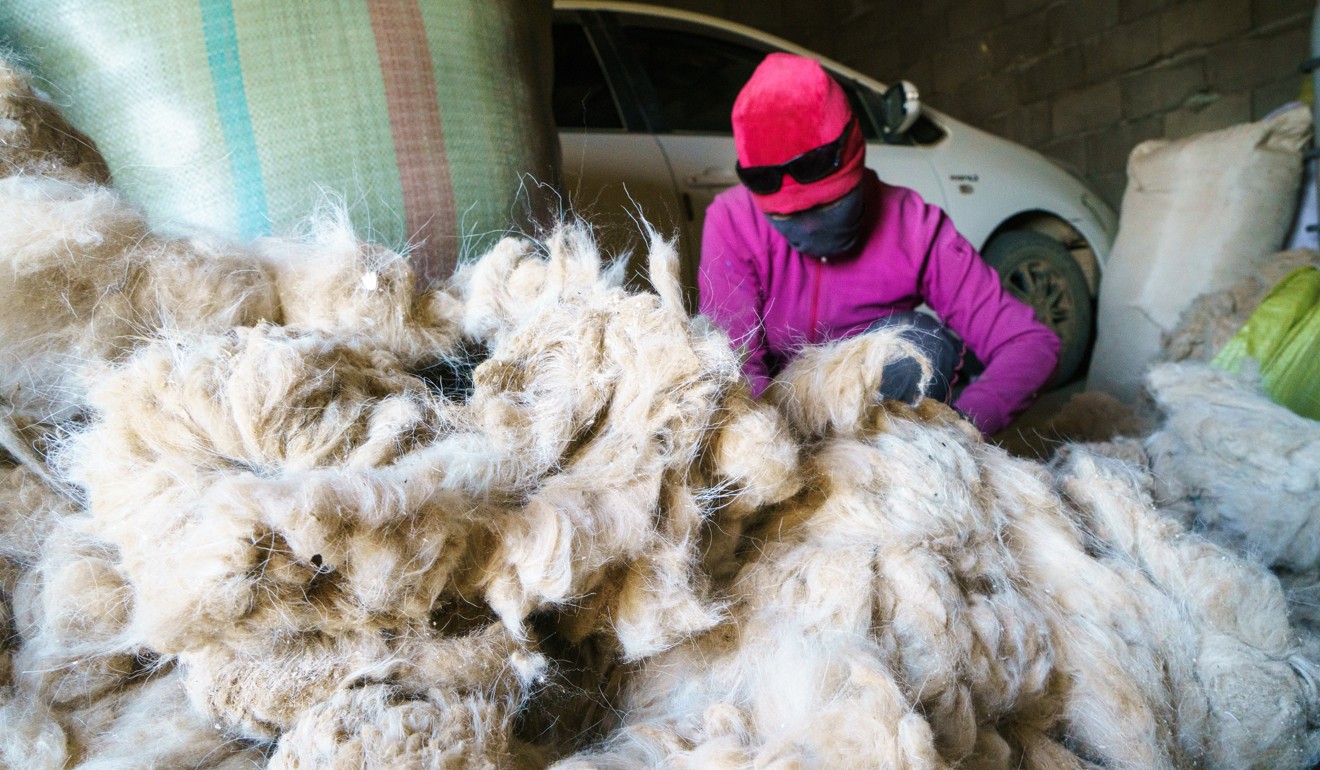 A herder gathers cashmere to take to town. Photo: Tessa Chan