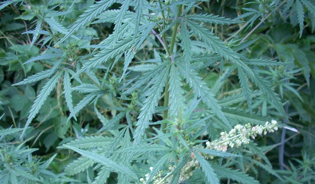 Researchers suspect a potent strain of cannabis grew close to the Xinjiang burial site. Photo: Chinese Academy of Sciences and Max Planck Institute