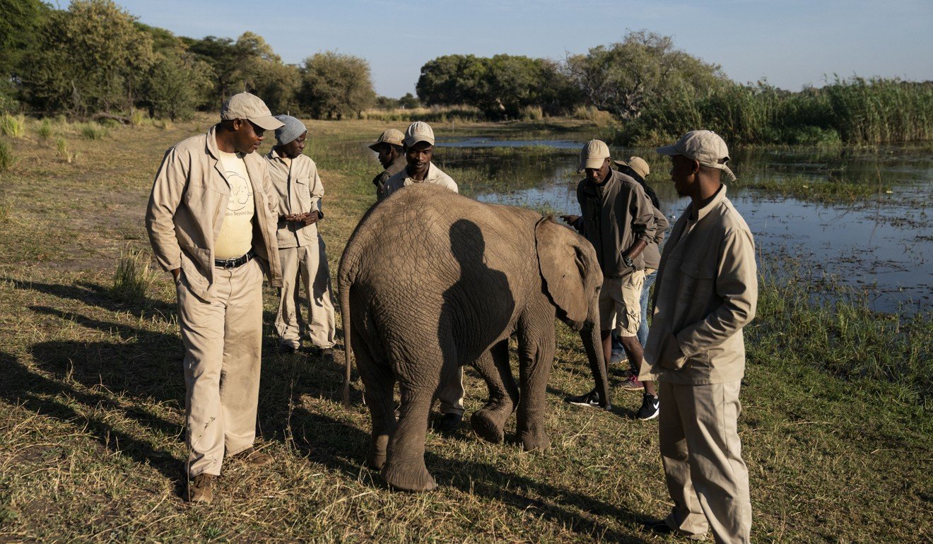 A young elephant interacts with her caretakers as they change shifts in the elephant orphanage at Elephants Without Borders in Kasane. Photo: Washington Post photo by Carolyn Van Houten