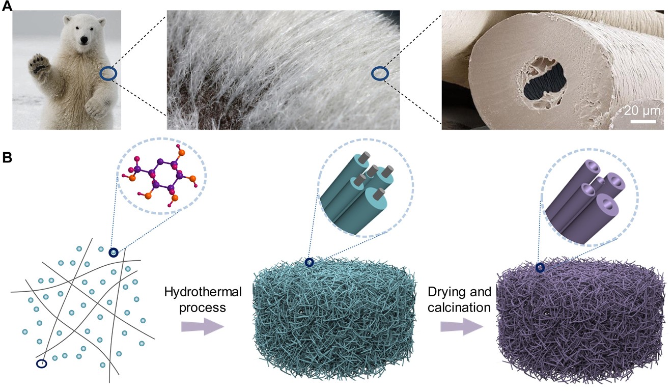 Chinese researchers have wrapped a carbon material around a nanowire, which is then removed, to mimic a polar bear’s unique hollow hair, which could have applications for the aerospace industry. Photo: Handout