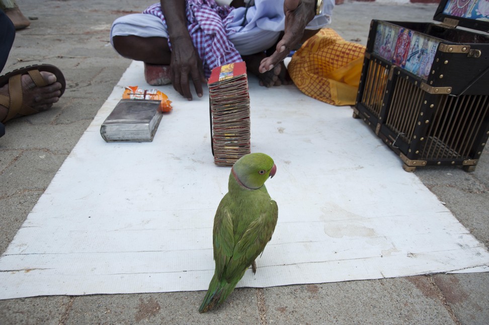 Parrots are regarded as a divine symbol, as they are the favoured bird of the goddess Meenakshi. Photo: Alamy