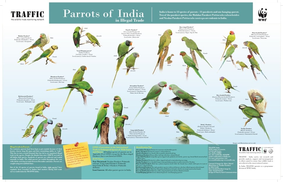 Lovebird Growth Chart