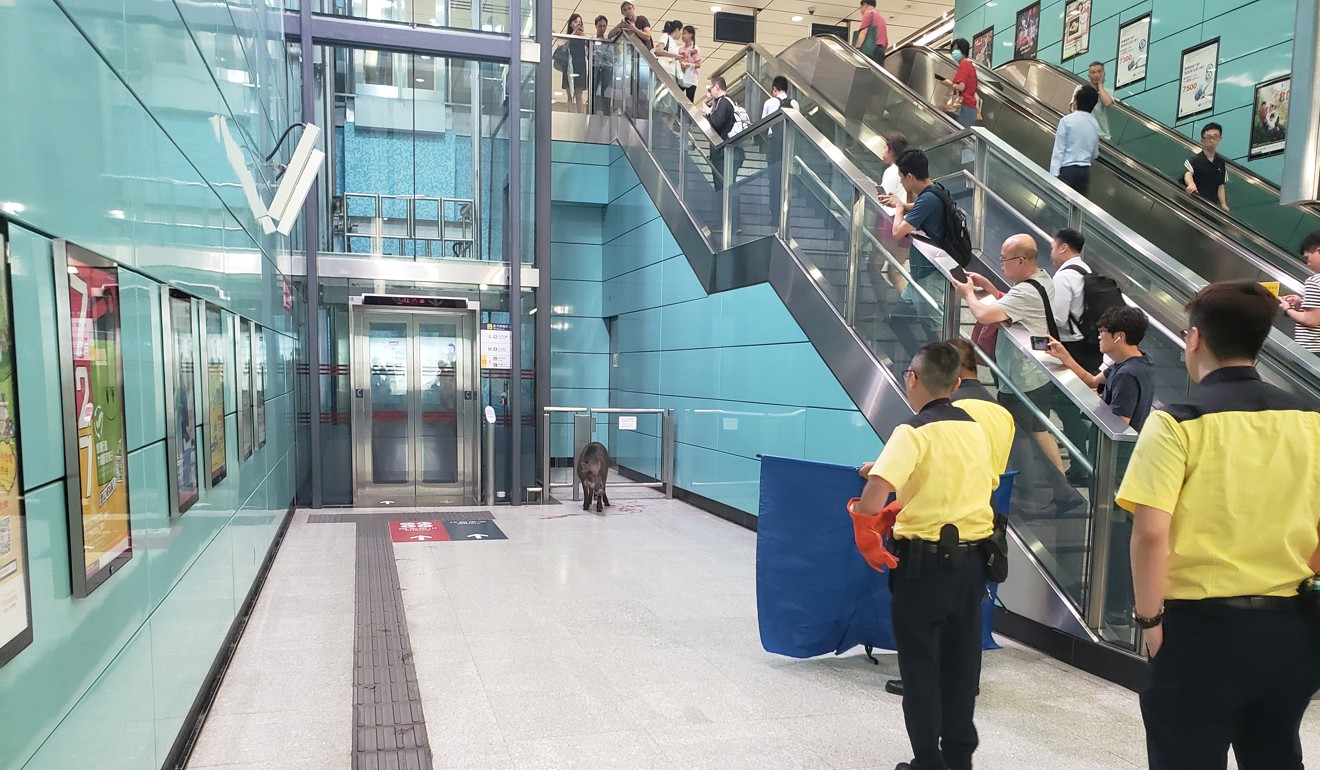 The boar was confronted by security personnel after wandering inside Kennedy Town MTR station on Wednesday. Photo: Chris Healy