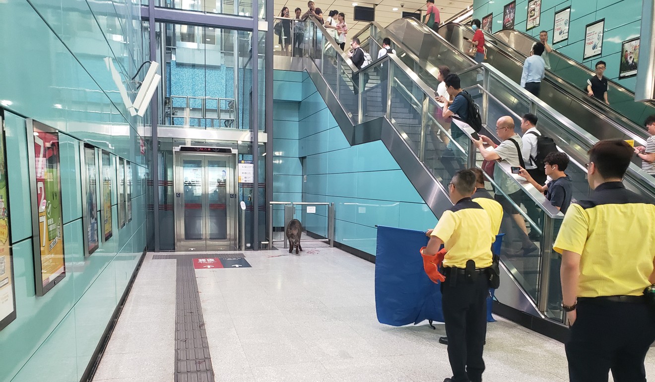 The boar was confronted by security personnel after wandering inside Kennedy Town MTR station on Wednesday. Photo: Handout