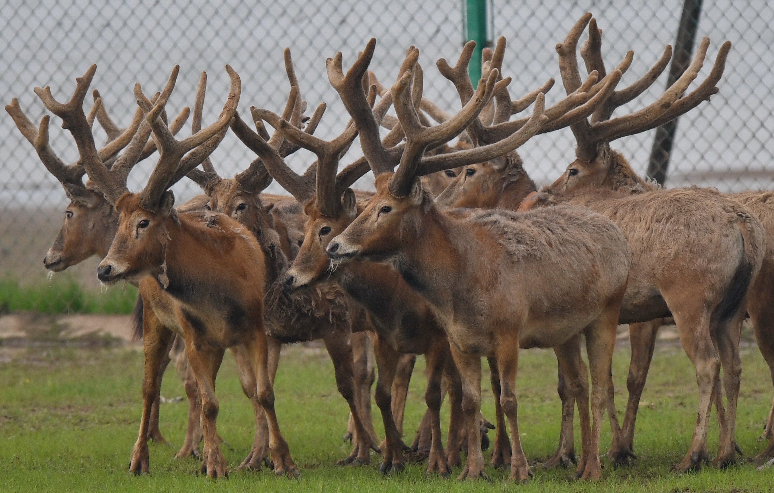 Deer antlers: the fastest growing tissue with least cancer occurrence