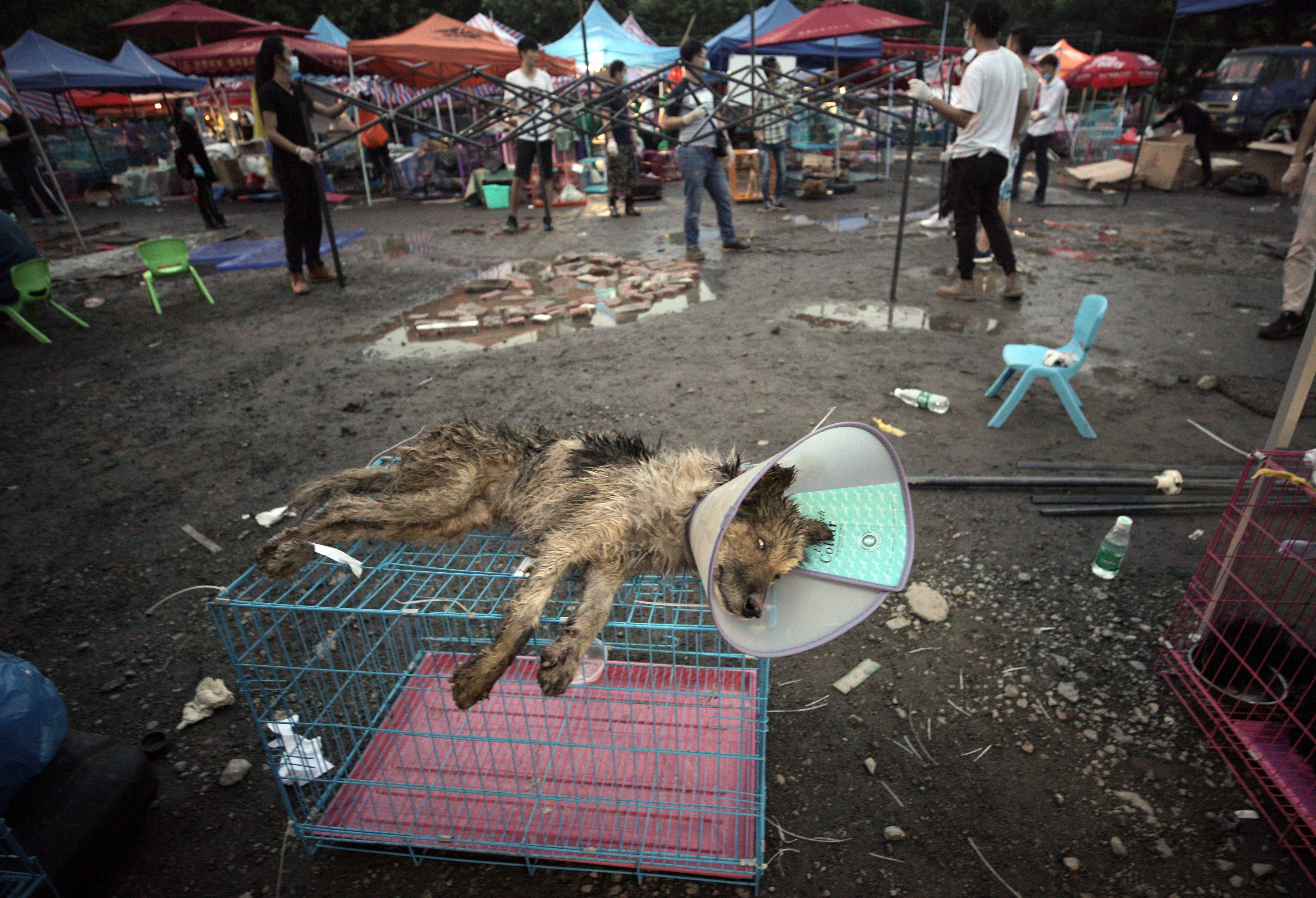 A sick dog rescued from a truck heading towards the Yulin Dog Meat Festival. Photo: EPA