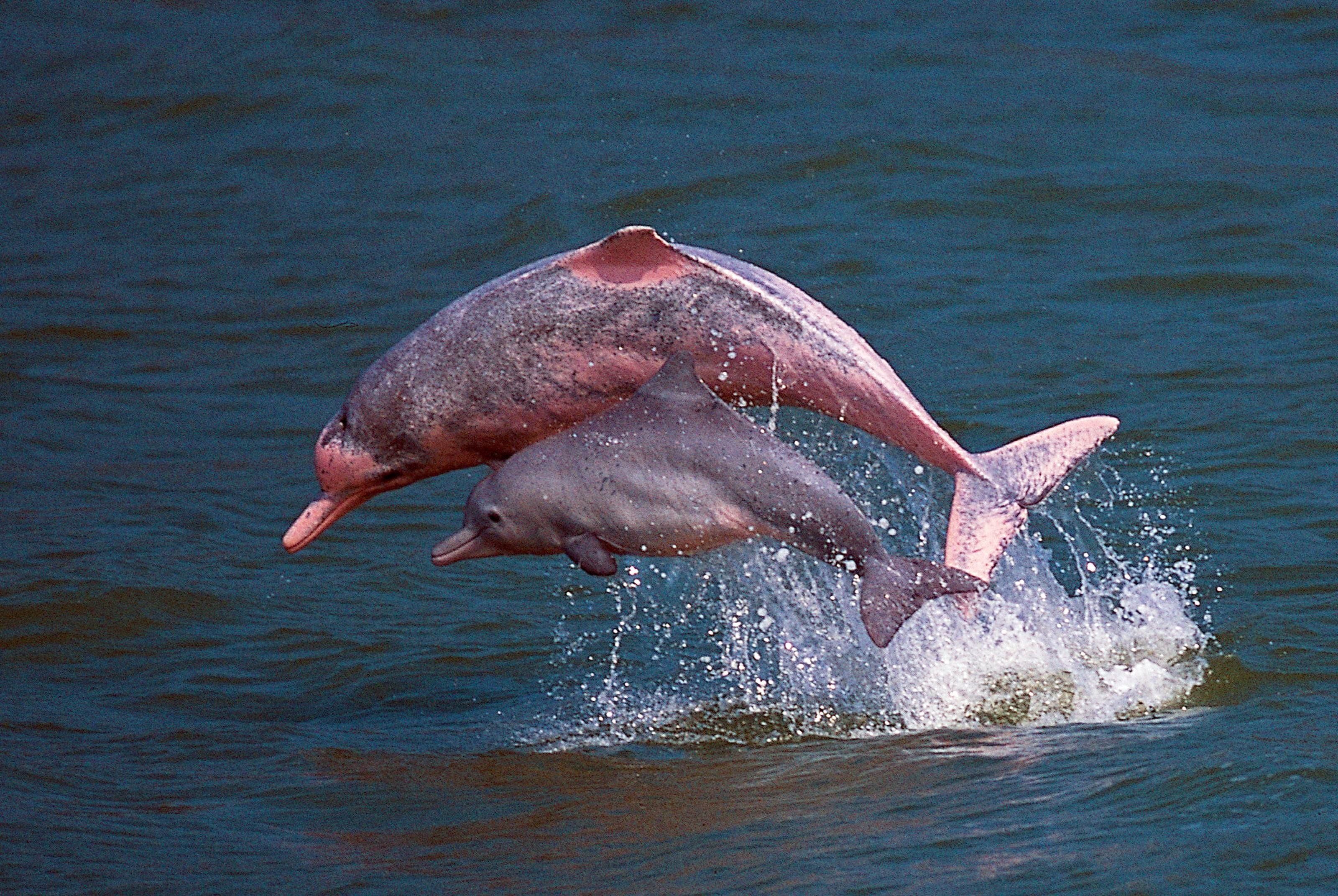 Endangered Chinese pink dolphins play in waters off Lantau in Hong Kong. Photo: AFP/Hong Kong Dolphin Conservation Society